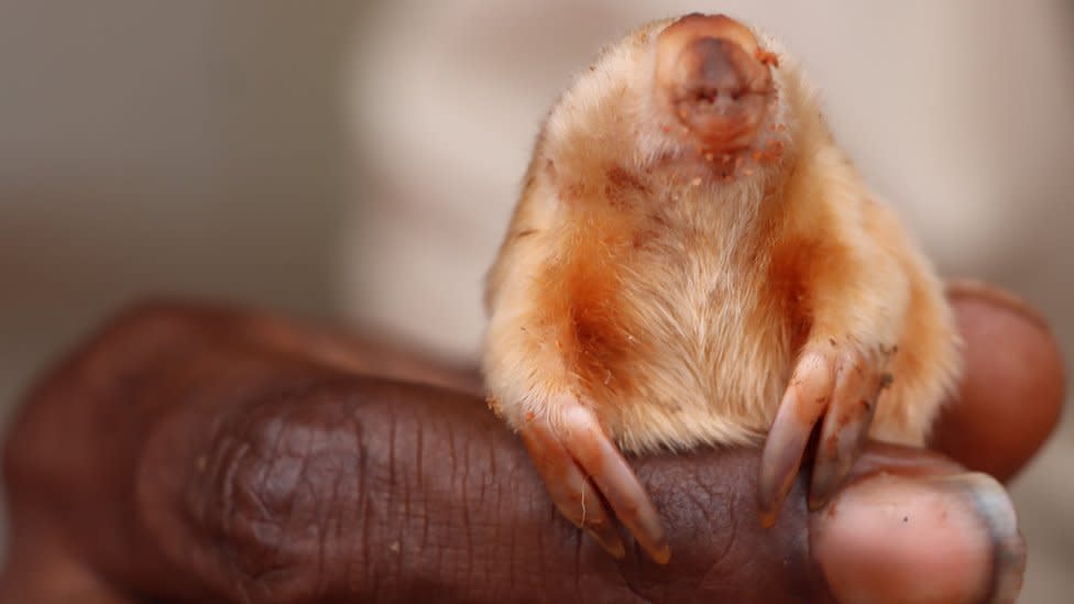 A marsupial mole