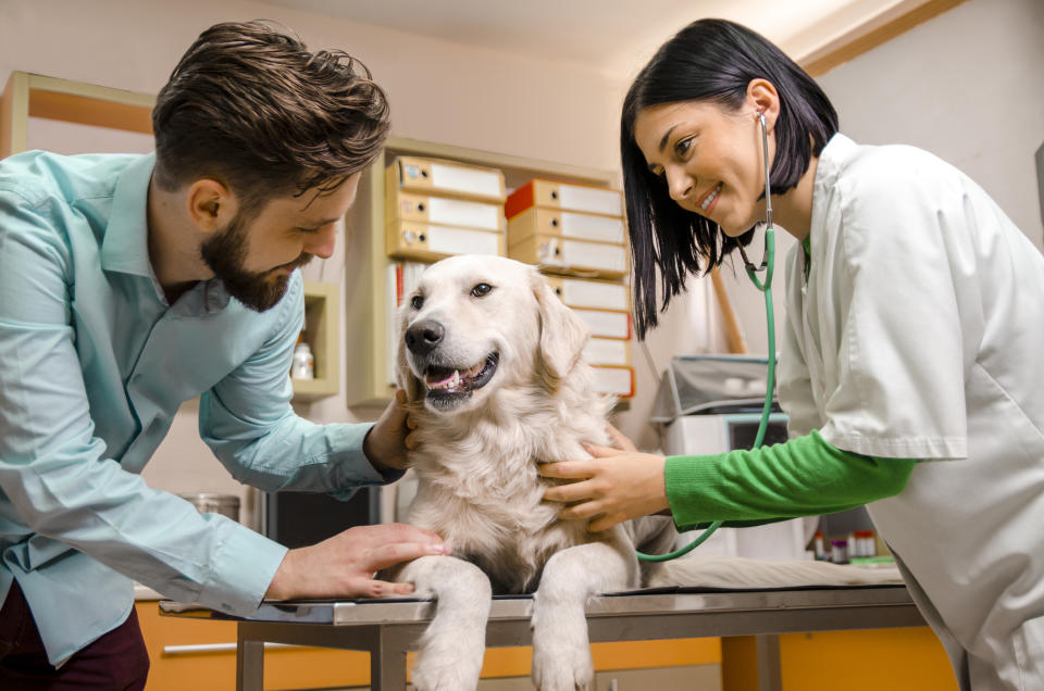 Two vets holding a dog on a table