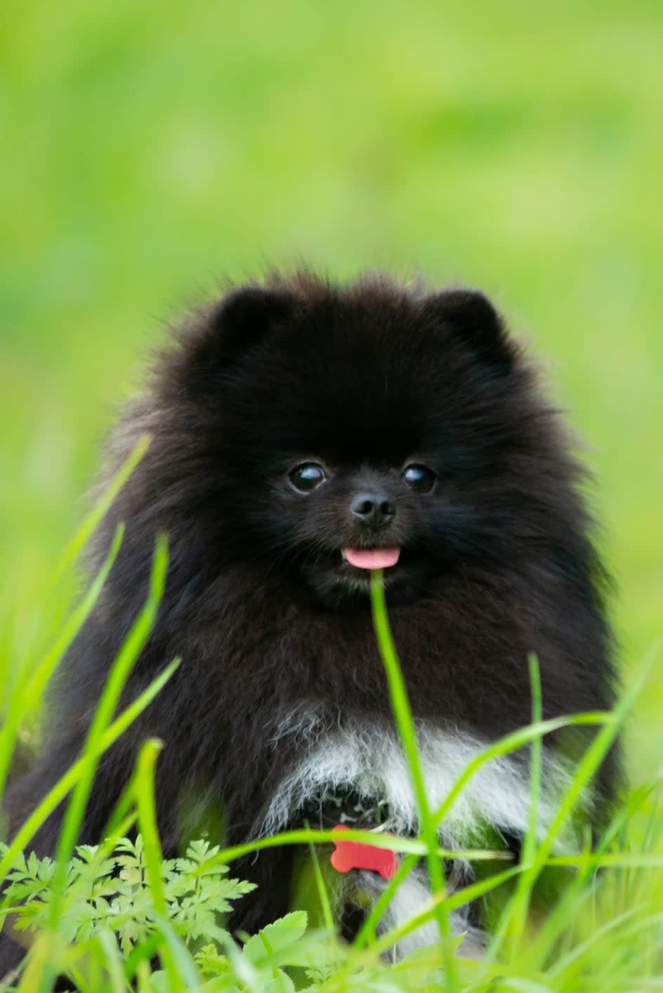 A small black Pomeranian dog sitting on the grass with its tongue out, looking towards the camera
