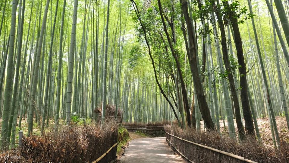 Arashiyama Bamboo Grove. (Photo: Klook SG)