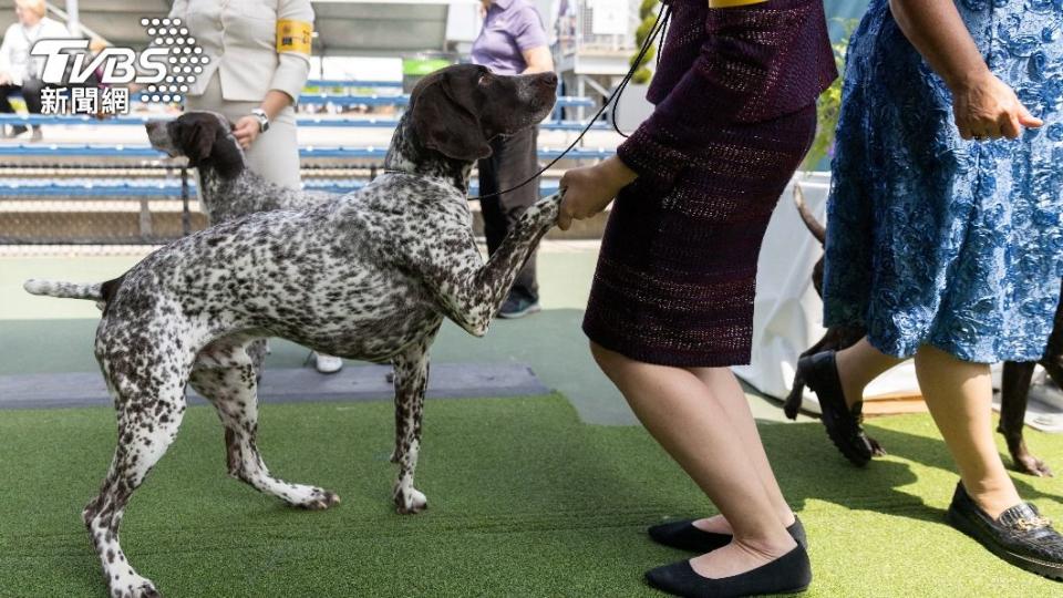 德國短毛指示犬（German Shorthaired Pointer）「碰特斯」（Pointers）。（圖／達志影像路透社）