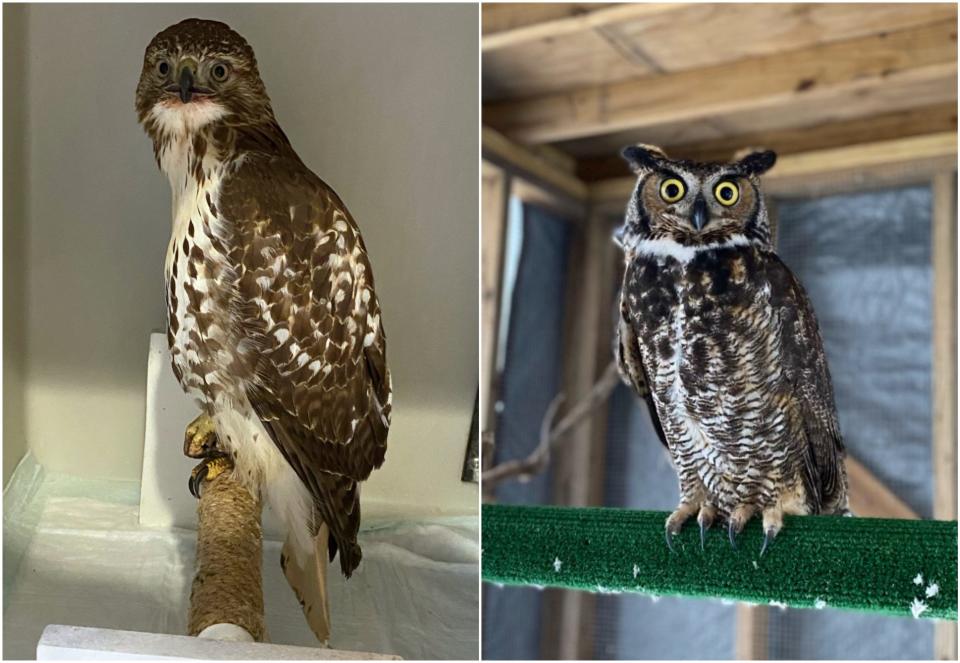 Two injured raptors currently being cared for at the Wildlife Clinic of Rhode Island – a red-tailed hawk and great horned owl.