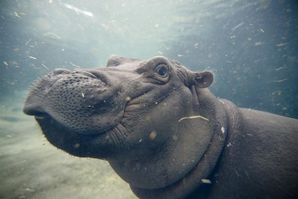 Fiona the hippo