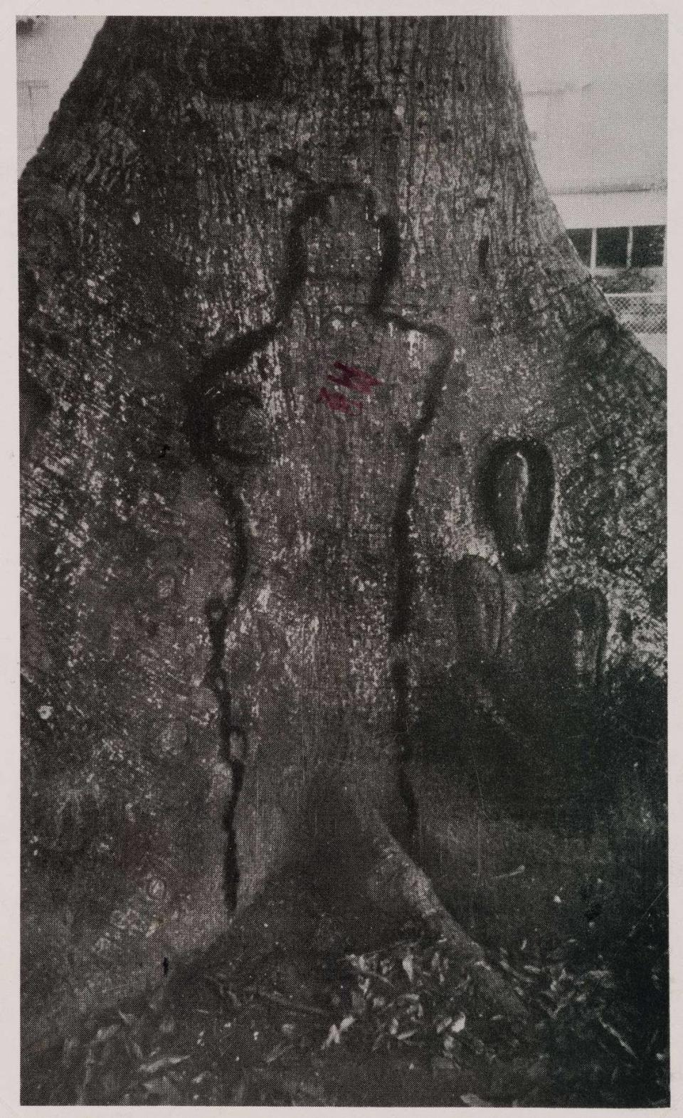 ‘Ceiba Fetish’, Ana Mendieta, 1981. Postal.