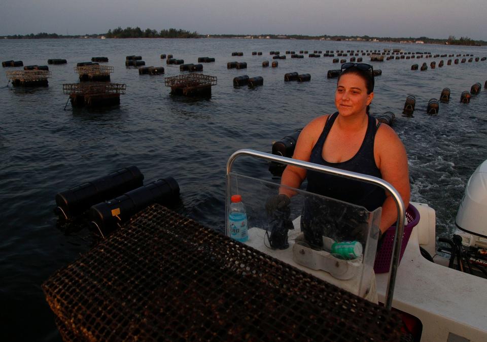 Nicolette Mariano, CEO and aquaculture biologist for her oyster farm, Treasure Coast Shellfish, maneuvers her Carolina Skiff through the farms nearly 7-acre lease on the Indian River Lagoon, June 30, 2023, at sunrise.