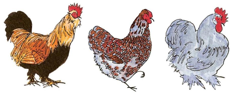 Chickens