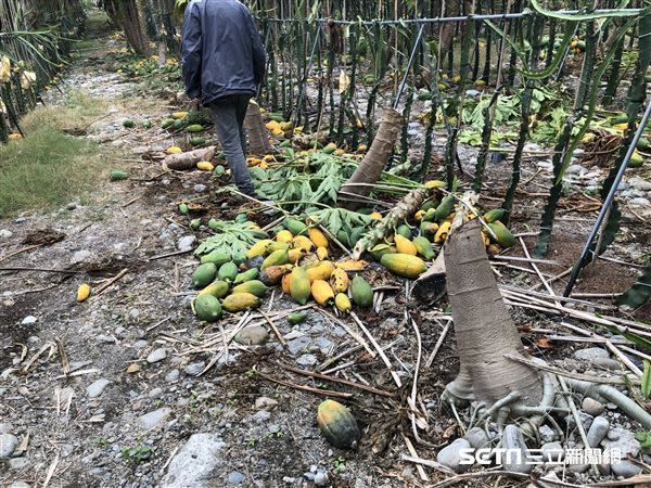 不只木瓜果實被割落地，有幾棵木瓜樹也遭砍斷。（圖／記者張雅筑攝）