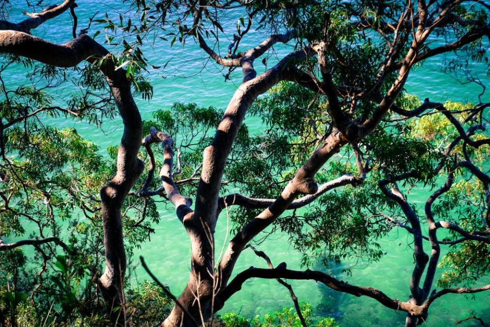 Gum tree branches hang over the water in Cremorne.