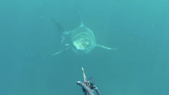 This is the moment Mr Levingston stared into the shark’s eyes. Photo: Facebook