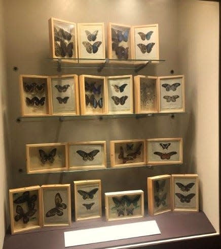 Butterflies collected by UGA students in Costa Rica and mounted next to scientific illustrations painted in 1785 are among the exhibits.