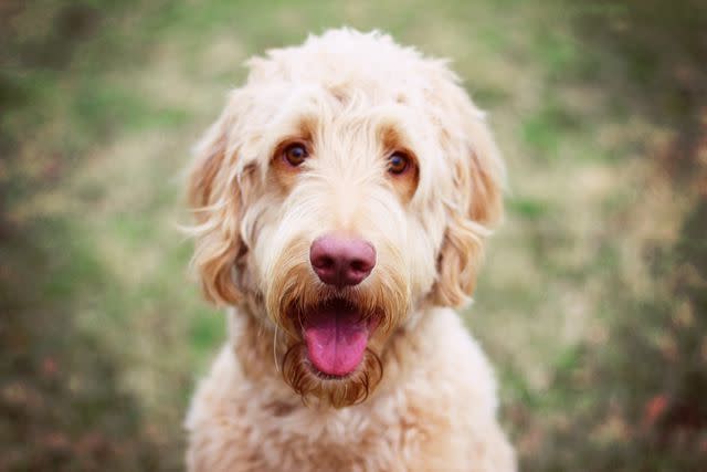 <p>Getty Images/Genevieve Morrison</p> Goldendoodles are one of the larger kinds of doodles.