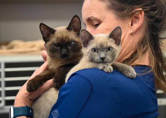 <p>Helen Woodward Animal Center</p> Siamese rescue kittens S'more and Graham Cracker at Helen Woodward Animal Center in California