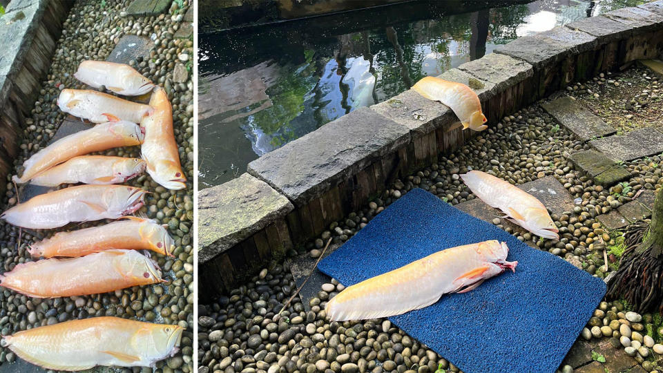 Only six of the 16 arowanas, each valued at at least $1,000, survived after otters attacked the same Bukit Timah home.  (Photo: Tam Yuen Ying)