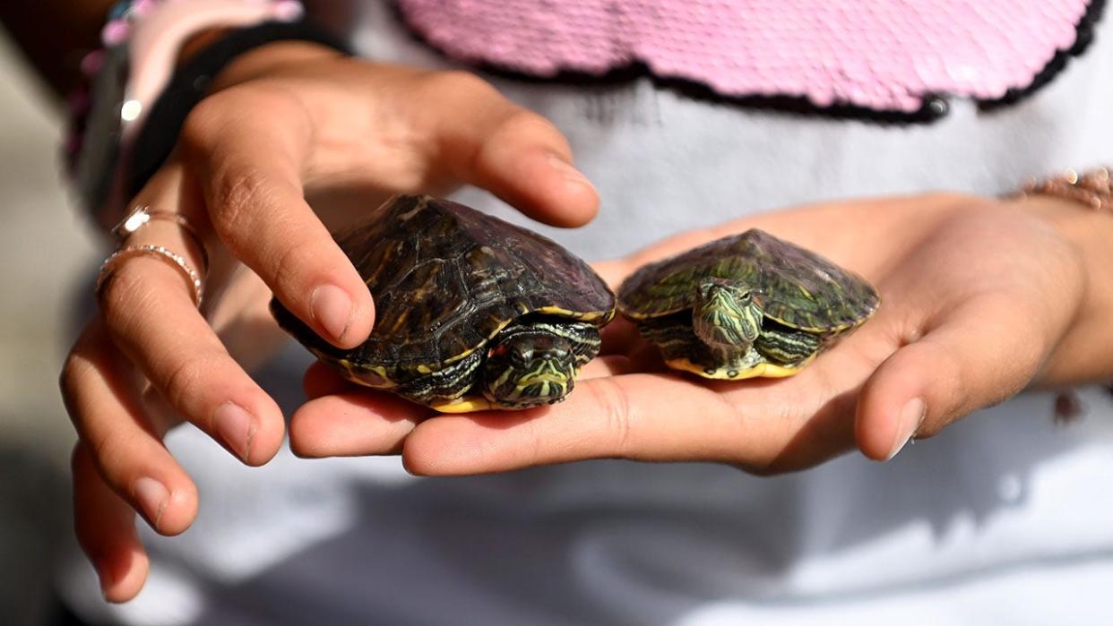 Woman holding pet turtles