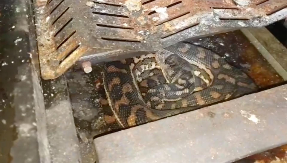 The coastal carpet python was nesting in a barbecue on the Sunshine Coast, Queensland. 