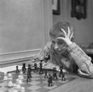 Nacido en Chicago en 1943, comenzó a jugar a los 6 años y a los 15 se convirtió en el campeón de Estados Unidos más joven de la historia. Fischer no dejaba de progresar y poco a poco se ganó el temor de los jugadores rusos. (Foto: Getty Images).