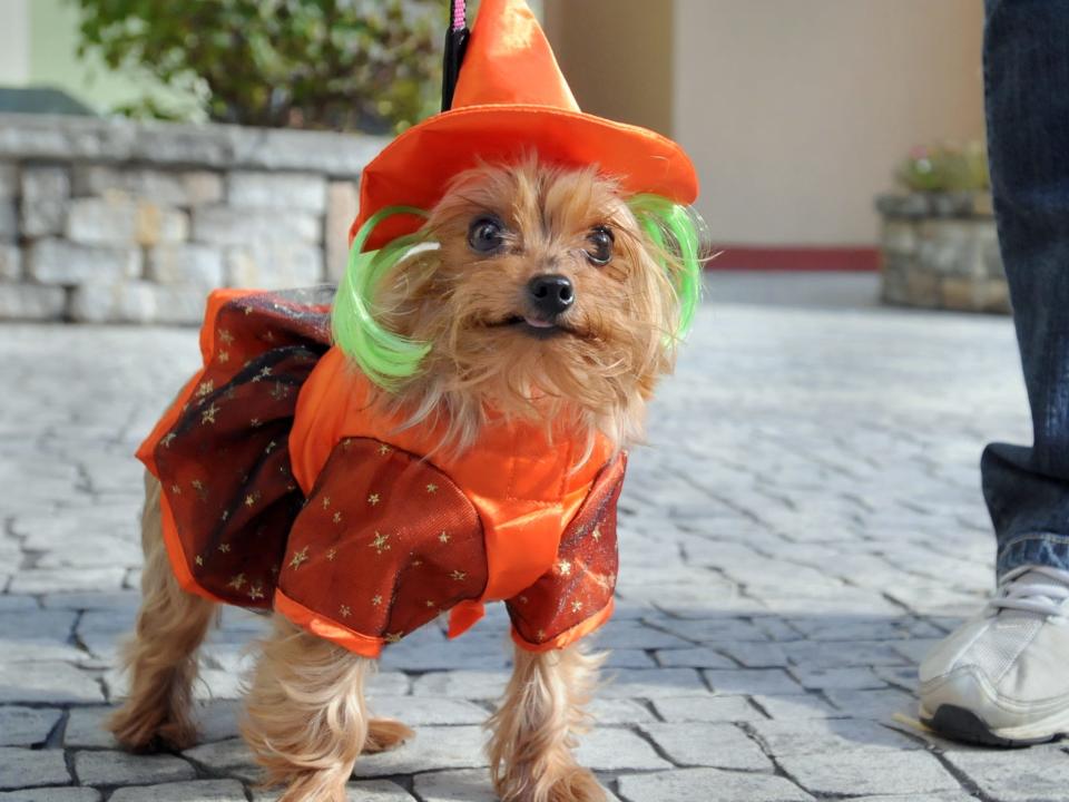 Dog In A Halloween Costume