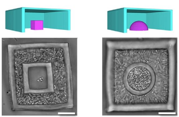 The new 3D printing technique enables the creation of nested communities of bacteria, with one species inside a living shell of another colony of bacteria.