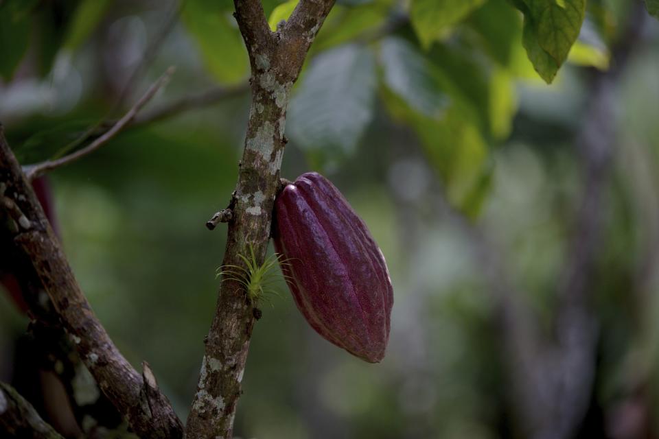 FILE - In this April 16, 2015 file photo, a cacao pod hangs from a tree at the Agropampatar chocolate farm co-op in El Clavo, Venezuela. A paper published Monday, Oct. 29, 2018 says tests indicate traces of cacao on artifacts from a South American archeologic site estimated to be 5,400 years old. That makes about 1,500 years older than cacao’s known domestication in Central America. (AP Photo/Fernando Llano)