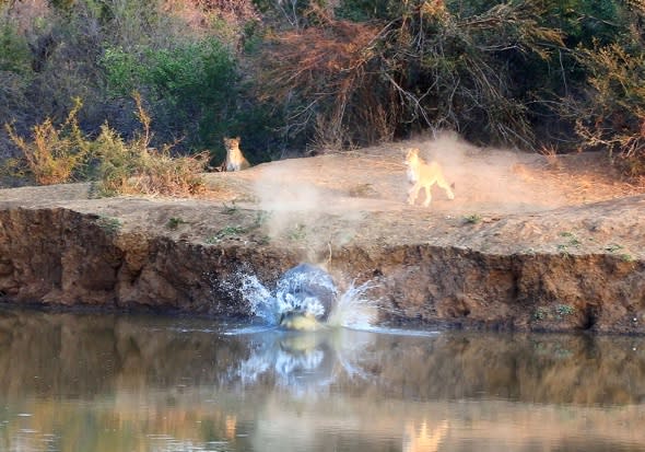 Hippo takes the plunge after being cornered by pack of lions