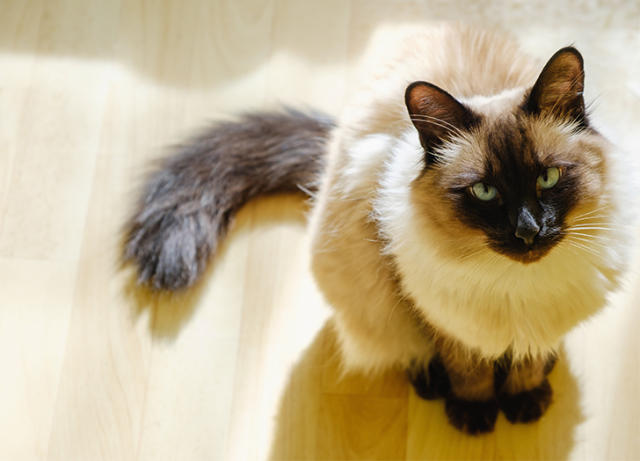 The 10 Naughtiest Cat Breeds – PureWow