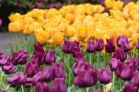 <p> Tulips make great garden border plants and you can find them in so many colors that you&apos;ll be able to create the decor scheme you have in mind with ease. We like just two colors for impact. If you want to jazz it up furthermore, team them with annuals and even perennials for a super low maintenance garden look. </p>