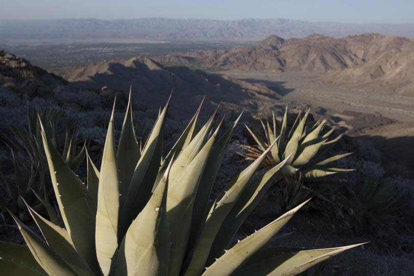 Agave Americana 