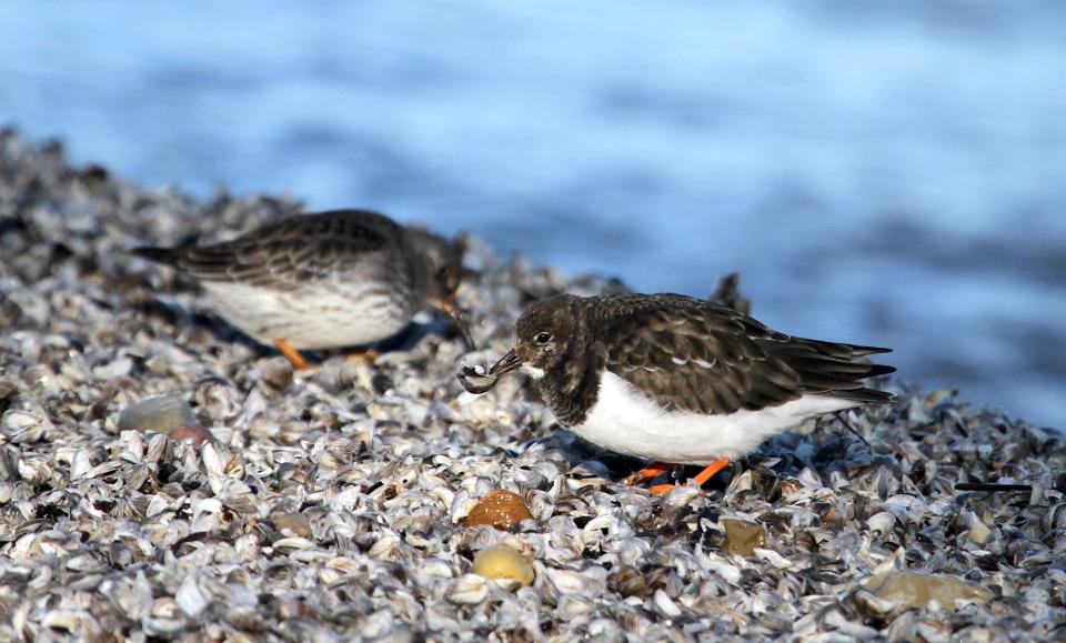 A ruddy turnstone lifts a mussel shell while foraging near a purple sandpiper on Bradford Beach in Milwaukee on Jan. 2, 2022.