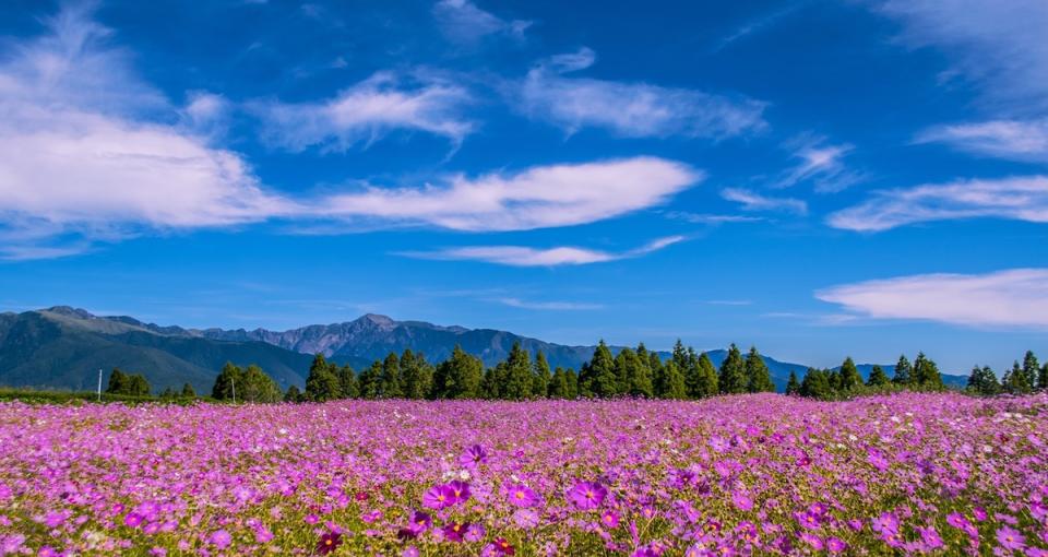 福壽山波斯菊（圖片來源：福壽山農場）