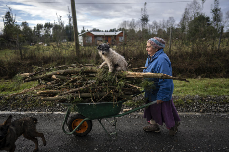 Maria Omen hauls wood she gathered for cooking and heating near the Pilmaiquen River in Carimallin, southern Chile, on Wednesday, June 29, 2022. (AP Photo/Rodrigo Abd)