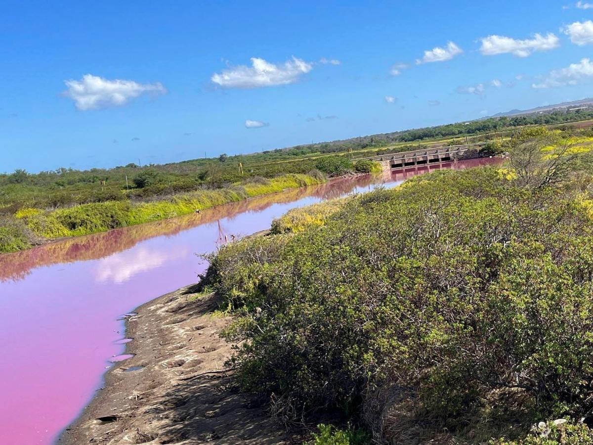 Pink water in Maui pond is eye-catching, but drought may be to blame