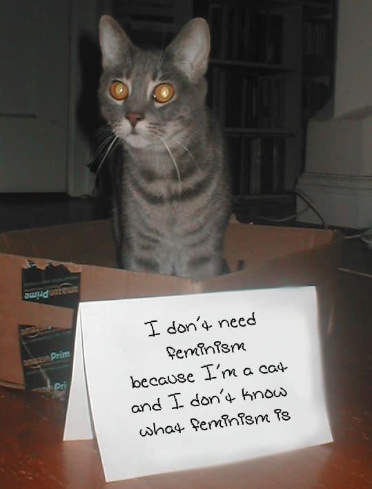 confused cats against feminism — [EDITOR'S NOTE: Why … is your cat wearing  … a bra?