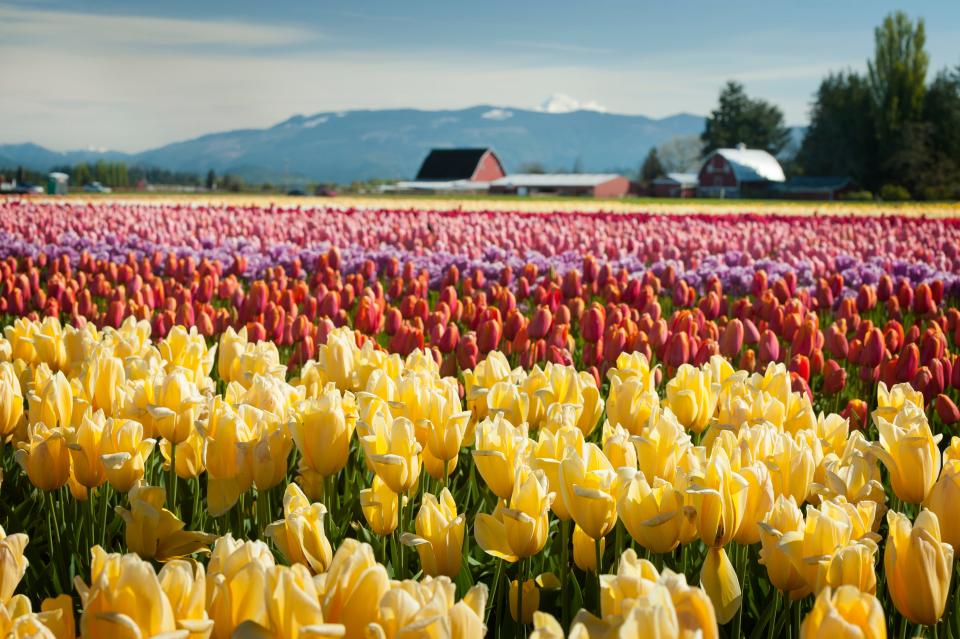 Skagit Valley mount vernon tulips