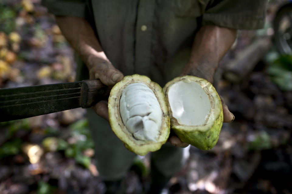 FILE - In this Nov. 15, 2012 file photo, a worker shows the inside of a cacao pod at a cacao plantation in Cano Rico, Venezuela. A paper published Monday, Oct. 29, 2018 says tests indicate traces of cacao on artifacts from a South American archeologic site estimated to be 5,400 years old. That makes about 1,500 years older than cacao’s known domestication in Central America. (AP Photo/Ariana Cubillos)