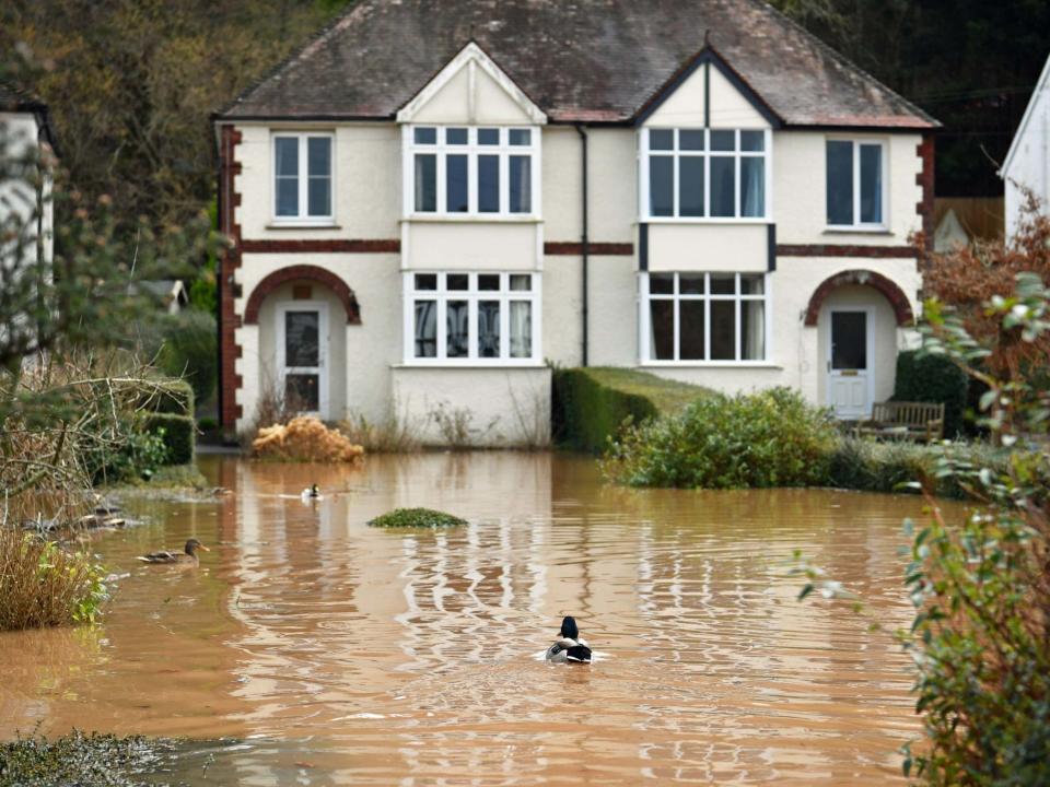 Ducks swimming in a back garden surrounded by flood water in Monmouth in the aftermath of Storm DennisPA