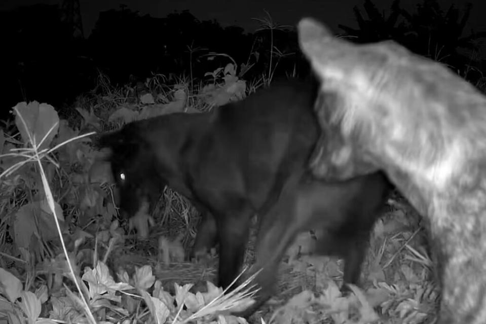 數隻遊蕩犬將草鴞幼鳥咬出鳥巢，幼鳥發出悲鳴。圖片來源：曾翌碩