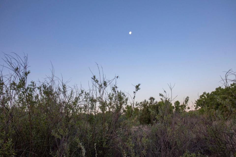 The moon sets into a thicket of coyote willow along the Rio Grande. Drought, and a changed river mean salt cedar and other invasive species have muscled out indigenous plants such as the copses of cottonwoods and coyote willow along much of the river’s banks.