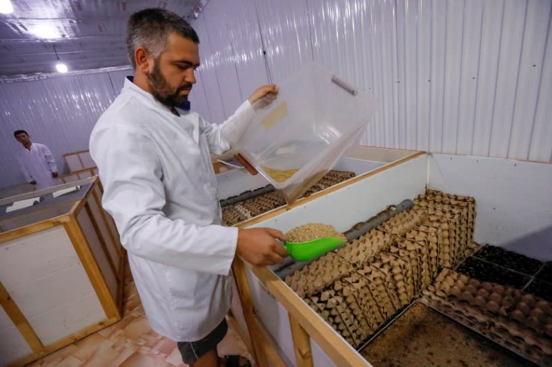 Employees work at a cricket farm in Bishkek