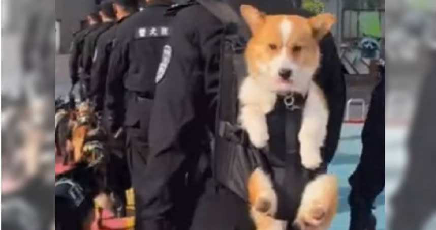 預備役警犬「福仔」被訓練員背著在街上巡邏。（圖／微博）