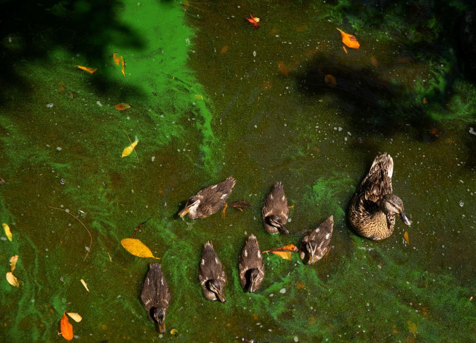 Ducks swim in algae laden water that has gathered on the bank of the Caloosahatchee River at Centennial Park in Fort Myers on Thursday, July 13, 2023.  Algae is showing up in parts of the river and canals in Southwest Florida.  