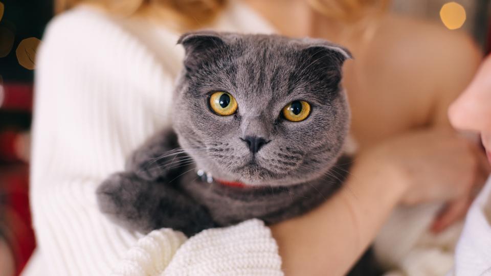 Close up of woman holding Scottish fold cat