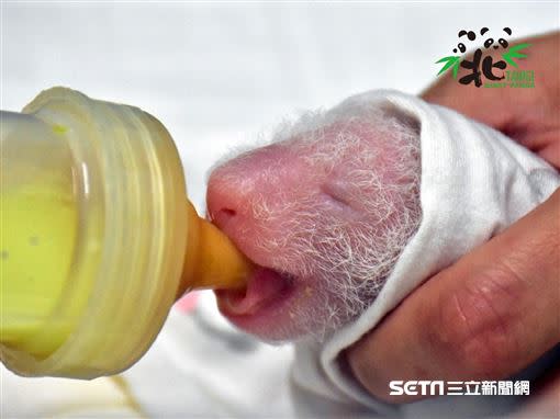 寶寶共喝了55.1公克母乳（6月30日，出生第3天）。（圖／台北市立動物園提供）