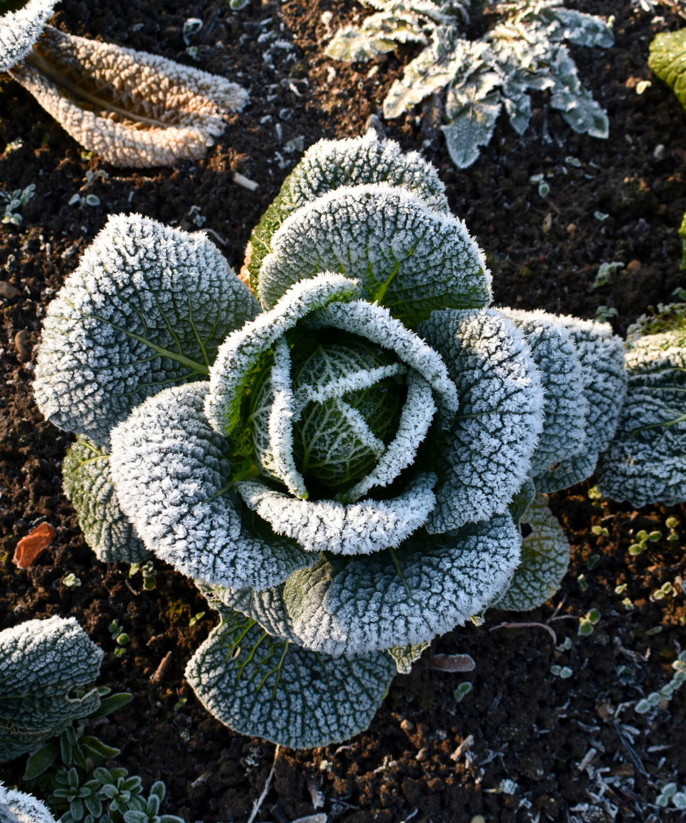 winter cabbage covered in frost