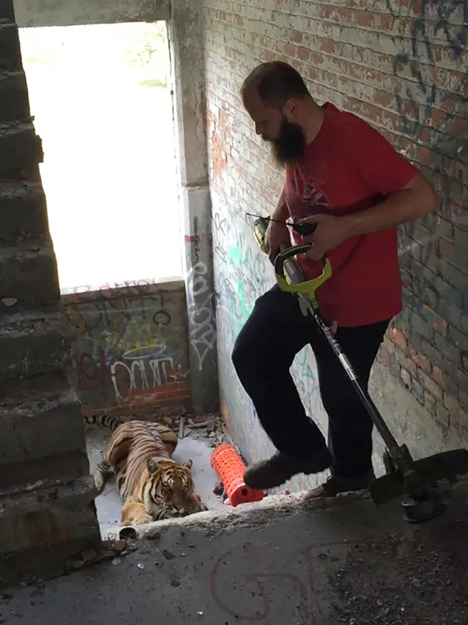 Exotic animals can create problems for their handlers at photo shoots. Like in 2015, when this tiger got loose in a Detroit factory. A man at the scene tried to corral it with a tarp and a weed wacker.