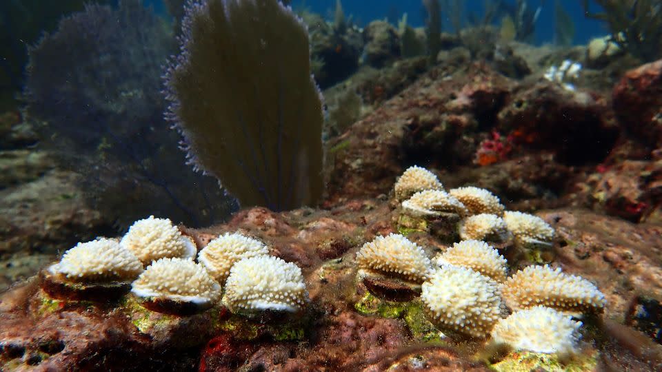 Rising sea temperature caused unprecedented mass bleaching on reefs around the Florida Keys. - Carolyn Cole/Los Angeles Times/Getty Images