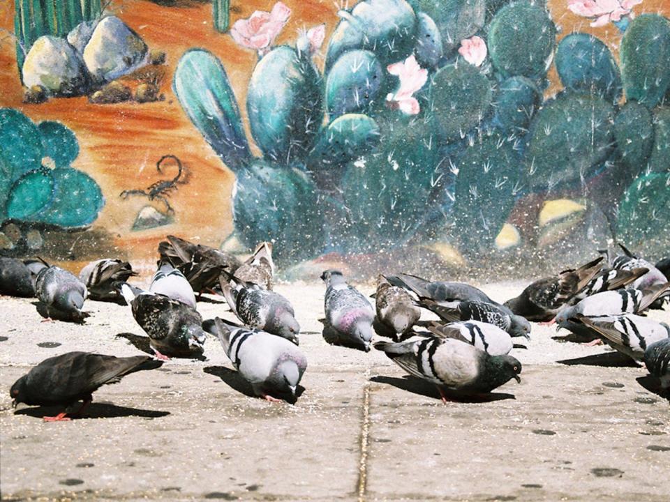 feeding pigeons