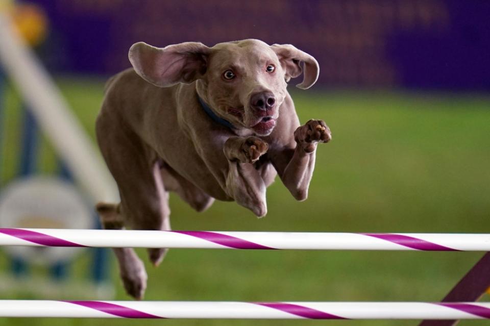 Hogan, the Weimaraner, competes in the Masters Agility Competition during the 146th Westminster Dog Show on Saturday, June 18, 2022 in Tarrytown, New York. Hogan came in second overall in the Jump Height Competition for the 24" Class. (AP Photo/Vera Nieuwenhuis)