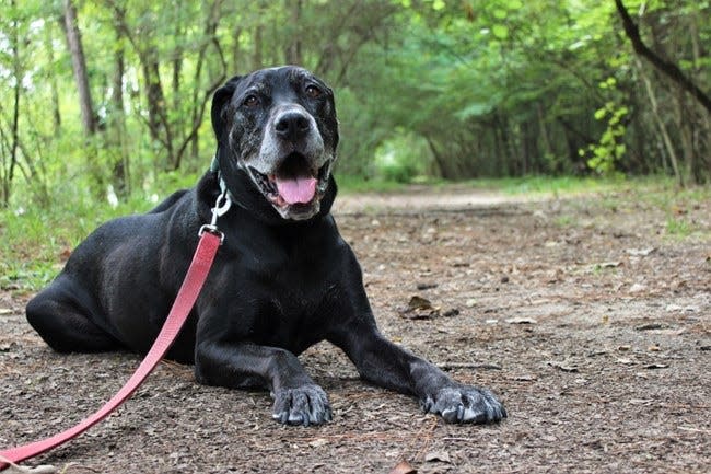 A photo from the National Parks Service of a dog properly leashed. The Chickasaw National Recreation Area is increasing enforcement of leash laws following an increase in incidents involving pets, including a dog bite.