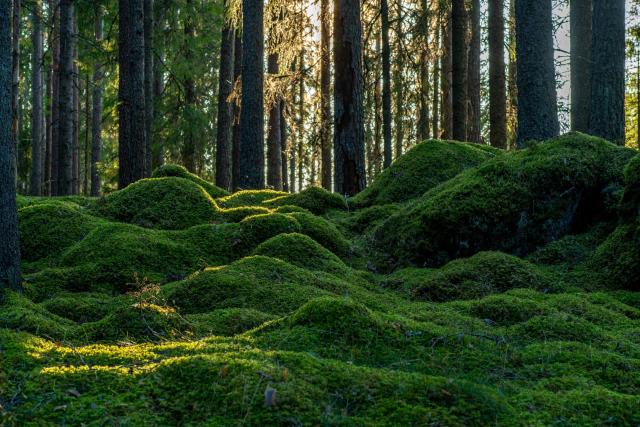 Scientists 'gobsmacked' after discovering how powerful moss is: '[It's]  doing all these amazing things