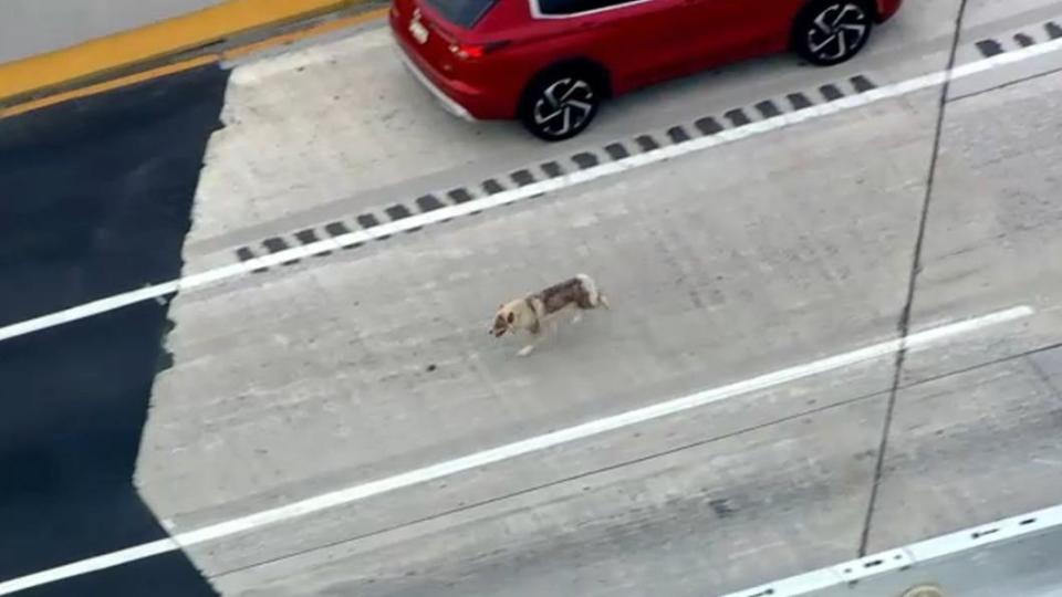 逃家的哈士奇闖入高速公路，汽車紛紛閃避牠。（圖／翻攝自@ABC7NY推特）